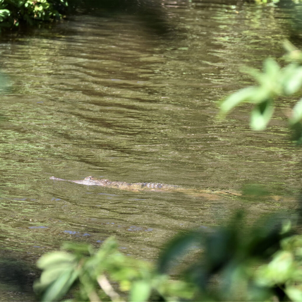 Freshwater Crocodile