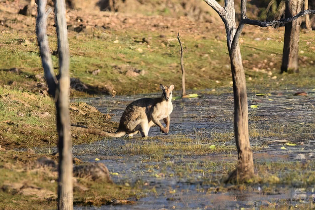 Kangaroo